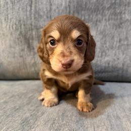 Kiara - Chocolate and cream female Dachshund puppy in Stamford, Texas from West Texas Miniature Dachshunds