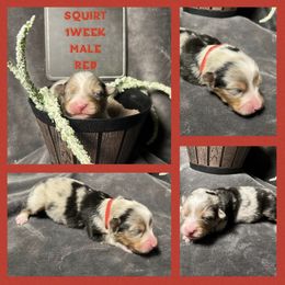 Australian Shepherd Puppies from Kayla's Aussies