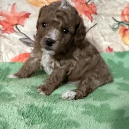 Pekingese, Poodle, and Shih Tzu Puppies from Happy puppies
