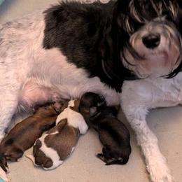 Havanese puppies from A New Hope Havanese