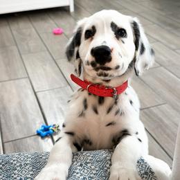 Frappuccino - LUA long coat - White and black male Dalmatian puppy in Davenport, Florida from Sunny Jewels Dalmatians