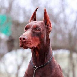 Daniel Visual Script - Doberman Pinscher