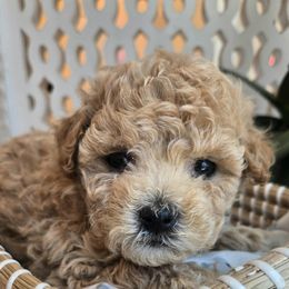 Bennit - Red tri-color male Assorted Doodle Crosses puppy in Upland, California from IDREAMOFPUPPIES