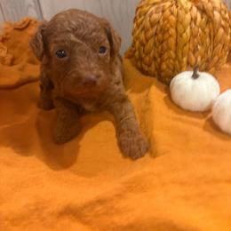 Cody - Red  male Poodle puppy in Utica, Ohio from Poodle Me Crazy