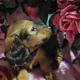 Dachshund Puppies from CLARK'S BREEDING PROGRAM
