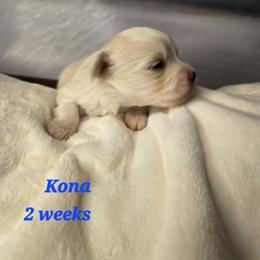 Kona - Cream male Havanese puppy in Trinity, Alabama from Tooties Cuties Havanese