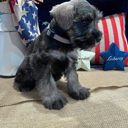 Miniature Schnauzer Puppies from Timeless Miniature Schnauzers