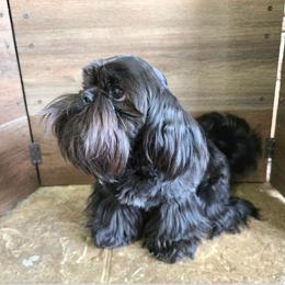 Mickey - Shih Tzu
