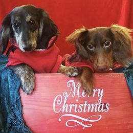 Dachshund Puppies from GretaLo Dachshunds