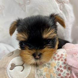 Lucky - Black and tan male Yorkshire Terrier puppy in New York from Yorkies Boutique