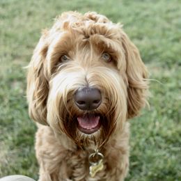 Lenny - Australian Labradoodle