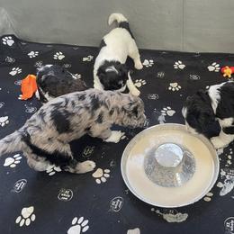 Bernedoodle, Cockapoo, and Goldendoodle Puppies from Avery Doodle Day LLC