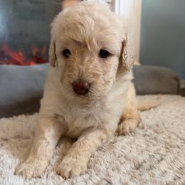 Beth - Cream female Goldendoodle puppy in Pensacola, Florida from Goldendoodles Love You in Pensacola Friend Edition
