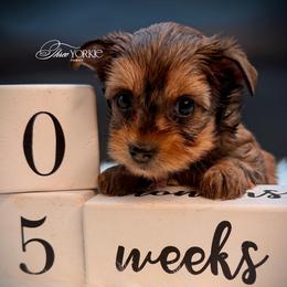 Chocolate girl pink - Chocolate, tan and white female Yorkshire Terrier puppy in Machesney Park, Illinois from Three Yorkie Family