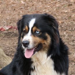 Greeley - Australian Shepherd