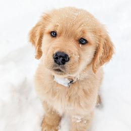 Golden Retrievers from Full of Grace Goldens