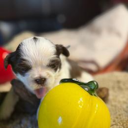 Bastein Abbey - Liver and white male Shih Tzu puppy in West Helena, Arkansas from Chateau Shih Tzus