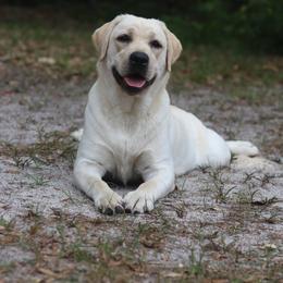 Carly - Yellow female Labrador Retriever puppy in Williston, Florida from Royal K Labradors