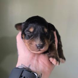 Boy 1 - Black tri-color male Australian Shepherd puppy in London, Kentucky from Kenmont Kennels
