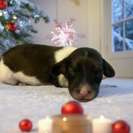 Tristan - Red male Dachshund puppy in Sharon Springs, New York from Show Us The Way Homestead