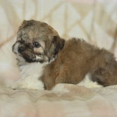 Countess Lily - Brown and white female Shichon puppy in Delta, Colorado from PTK Ranch