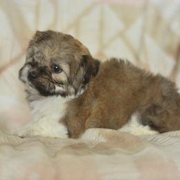 Countess Lily - Brown and white female Shichon puppy in Delta, Colorado from PTK Ranch