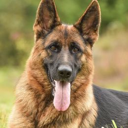 Sienna - German Shepherd