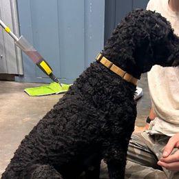 Prim - Poodle