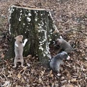 Mountain Cur Puppies from Walnut Ridge Mountain Curs