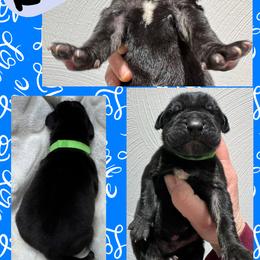 Romeo - Brindle male Great Dane puppy in Wellsville, New York from Prophecy Danes