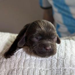 Hazel - Brown female Cocker Spaniel puppy in Corcoran, California from Sweetheart Cockers