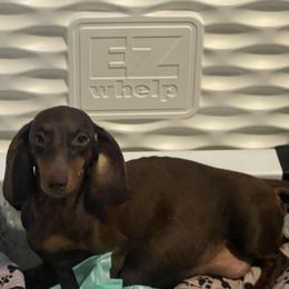 Maple - Dachshund