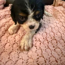 Jewels - Tri-color female Cavalier King Charles Spaniel puppy in Athens, Georgia from Sandy Cross Kennels