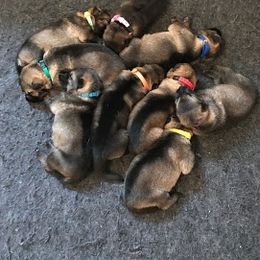 German Shepherd Puppies from Austin’s German Shepherd’s