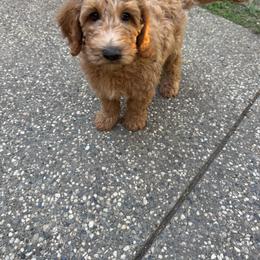 Blue boy (Dodger) - Apricot male Goldendoodle puppy in Roseville, California from Roseville GoldenDoodles