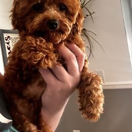 Clementine - Poodle