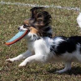 Border Collies and Papillons from Evolution Sport Dogs