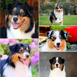 Australian Shepherd Puppies from Great Spirit Aussies