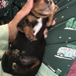 Dachshund Puppies from With Love From Maggie