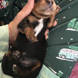 Dachshund Puppies from With Love From Maggie