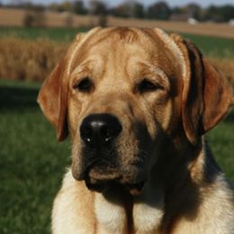 Labrador Retrievers from Puddle Jumper Labs