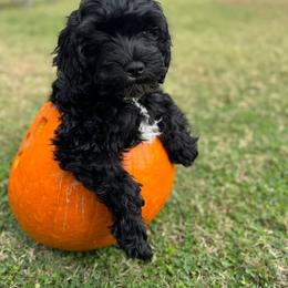 Cavapoo, Cockapoo, Goldendoodle, and Maltipoo Puppies from Perdue Puppies