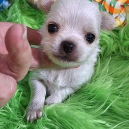 AKC Ronald - Fawn and white male Chihuahua puppy in Emory, Texas from Mel's Wags & Kisses