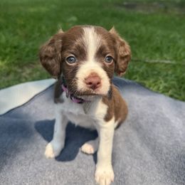 Brittany Puppies from Rocking L Farms
