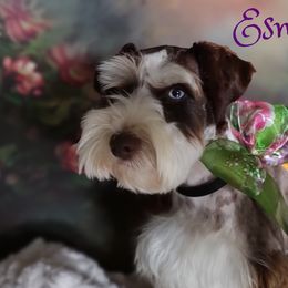 Esme - Miniature Schnauzer