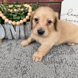 Chloe - Cream female Dachshund puppy in Keota, Oklahoma from Skyview Doxie Ranch