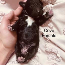 Cove - Black female Poodle puppy in Woodleaf, North Carolina from Circle T Ranch K9s