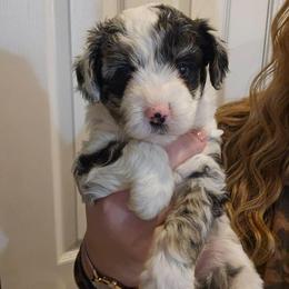 Minnie - Blue merle female Aussiedoodle puppy in Galena, Illinois from Perry's doodles