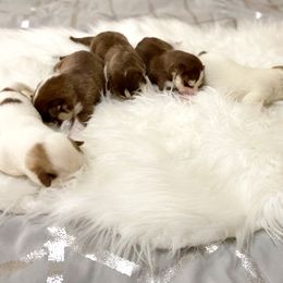 Siberian Husky Puppies from Vixen Siberians