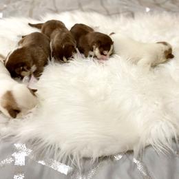 Siberian Husky Puppies from Vixen Siberians